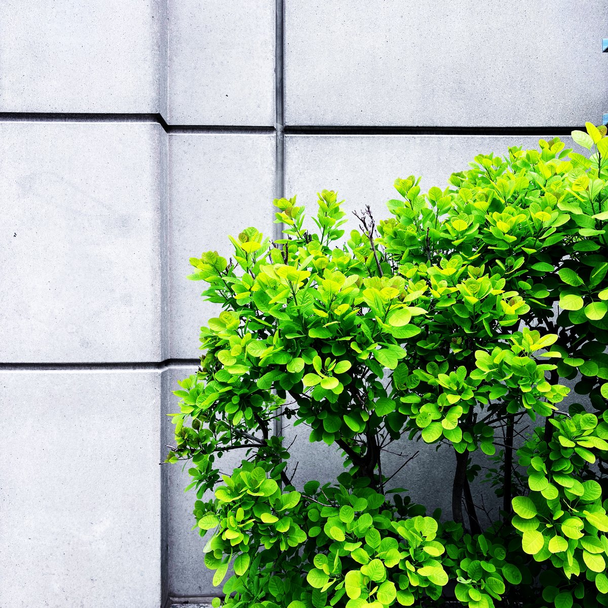 Bright green foliage against a wall of large concrete blocks